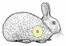 Kalendergedichte Joerg Wiedemann Illustration mit hellgrauem Kaninchen
