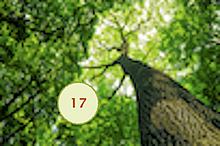Kalendergedichte Miriam Tag  Blick hinauf zu einer hohen Baumkrone, durch die Sonnenlicht dringt