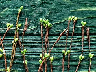 Poetische Spurensuche im Natur-Lyrikkurs | Foto mit einzelnen knospenden Zweigen auf grüner Holzfläche