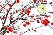 Kalendergedichte Brigitte Sollberger Weber rote Ebereschenbeeren im Schnee