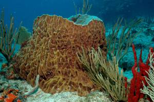 Auf Tauchstation - Lyrik-Schreibnacht - Foto: Meeresgrund mit roten Korallen Riesenschwamm und Gewächsen im türkisblauen Wasser
